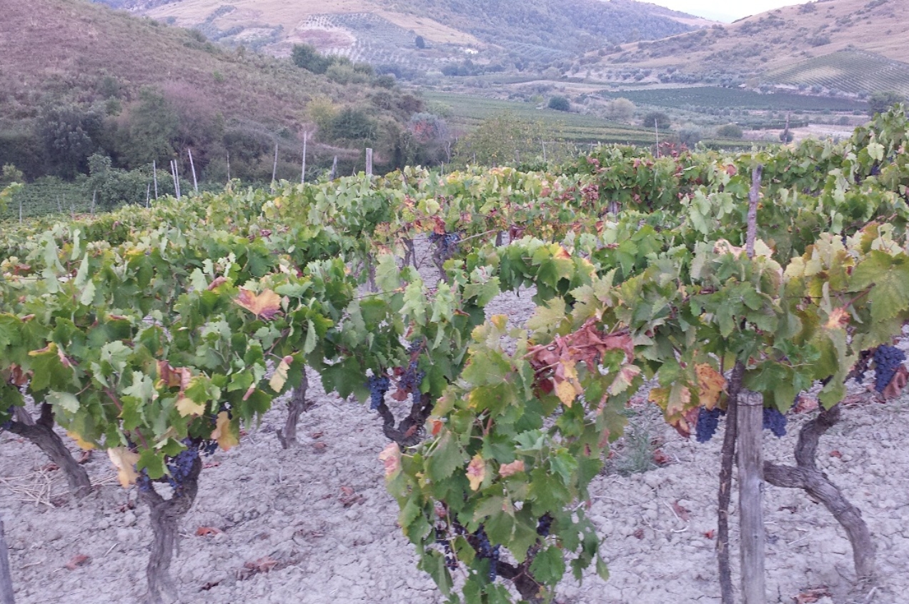 Cote di Franze